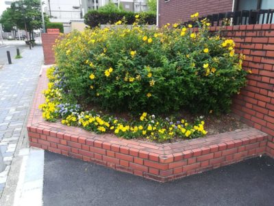 パンジーから夏の花へチェンジ 正門花壇 18 6 10 名古屋柳城短期大学 事務局ブログ