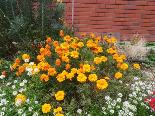 まだまだ引っ張る 中庭花壇 19 12 16 名古屋柳城短期大学 事務局ブログ