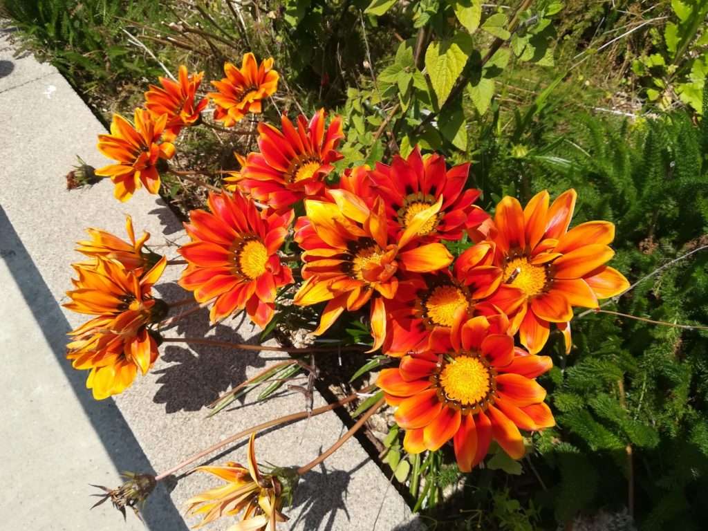 ワイルドフラワー花壇のガザニア 4 28 名古屋柳城短期大学 事務局ブログ